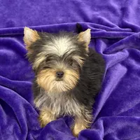 Annie, a female Yorkshire Terrier for sale in Sandy Hook, KY – Photo 3 of 9