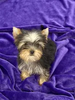 Annie, a female Yorkshire Terrier for sale in Sandy Hook, KY – Photo 3 of 9