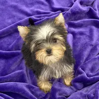 Annie, a female Yorkshire Terrier for sale in Sandy Hook, KY – Photo 6 of 9