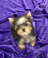 Annie, a female Yorkshire Terrier for sale in Sandy Hook, KY – Photo 6 of 9