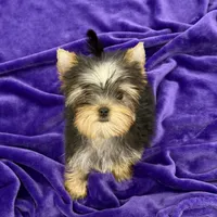 Annie, a female Yorkshire Terrier for sale in Sandy Hook, KY – Photo 8 of 9