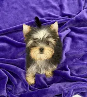 Annie, a female Yorkshire Terrier for sale in Sandy Hook, KY – Photo 8 of 9