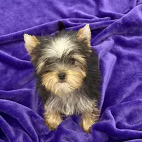 Annie, a female Yorkshire Terrier for sale in Sandy Hook, KY – Photo 5 of 9