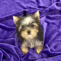 Annie, a female Yorkshire Terrier for sale in Sandy Hook, KY – Photo 2 of 9