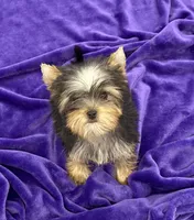 Annie, a female Yorkshire Terrier for sale in Sandy Hook, KY – Photo 2 of 9
