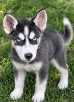 Duke, a male Siberian Husky for sale in Sandy Hook, KY – 2 of 2