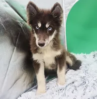 Brownie, a male Siberian Husky for sale in Sandy Hook, KY – 2 of 4