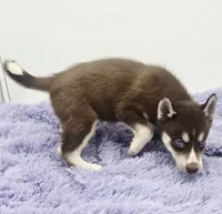 Chelsy, a female Siberian Husky for sale in Sandy Hook, KY – Photo 2 of 4