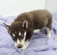 Chelsy, a female Siberian Husky for sale in Sandy Hook, KY – Photo 1 of 4