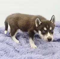 Chelsy, a female Siberian Husky for sale in Sandy Hook, KY – Photo 3 of 4