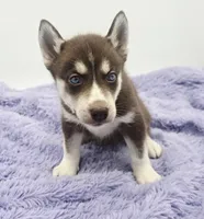 Chelsy, a female Siberian Husky for sale in Sandy Hook, KY – Photo 4 of 4