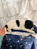 Girl, a female Miniature Goldendoodle for sale in Calhoun, GA – Photo 4 of 4