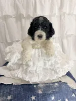 Girl, a female Miniature Goldendoodle for sale in Calhoun, GA – Photo 1 of 4