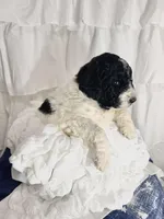 Girl, a female Miniature Goldendoodle for sale in Calhoun, GA – Photo 2 of 4