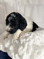 Boy, a male Miniature Goldendoodle for sale in Calhoun, GA – Photo 2 of 5