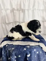 Boy, a male Miniature Goldendoodle for sale in Calhoun, GA – Photo 5 of 5