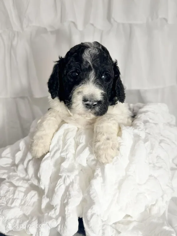 Boy, a male Miniature Goldendoodle for sale in Calhoun, GA – Photo 1 of 5