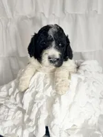 Boy, a male Miniature Goldendoodle for sale in Calhoun, GA – Photo 1 of 5