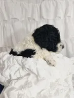 Boy, a male Miniature Goldendoodle for sale in Calhoun, GA – Photo 4 of 5