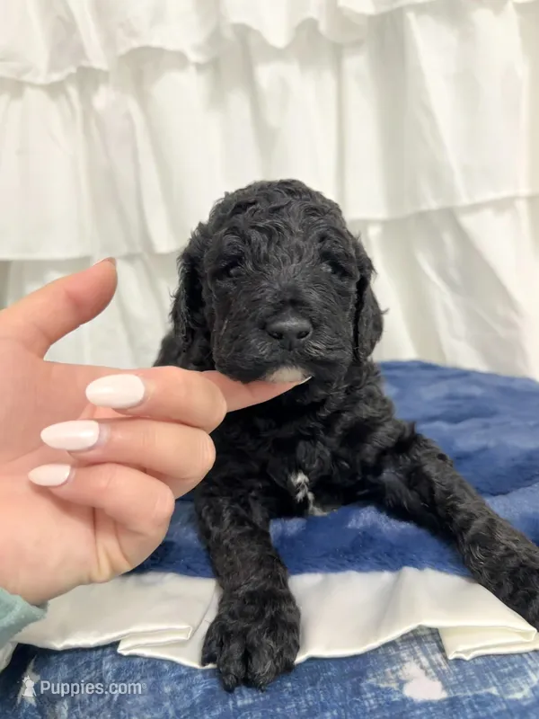 Boy, a male Miniature Goldendoodle for sale in Calhoun, GA – Photo 1 of 4