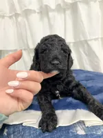 Boy, a male Miniature Goldendoodle for sale in Calhoun, GA – Photo 1 of 4