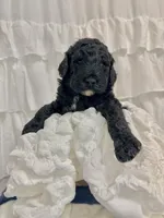 Boy, a male Miniature Goldendoodle for sale in Calhoun, GA – Photo 3 of 4