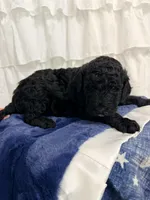 Boy, a male Miniature Goldendoodle for sale in Calhoun, GA – Photo 4 of 4