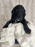 Boy, a male Miniature Goldendoodle for sale in Calhoun, GA – Photo 2 of 4