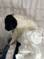 Boy, a male Miniature Goldendoodle for sale in Calhoun, GA – Photo 2 of 5