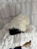 Boy, a male Miniature Goldendoodle for sale in Calhoun, GA – Photo 3 of 5