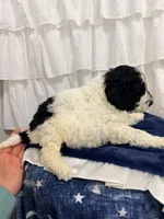 Boy, a male Miniature Goldendoodle for sale in Calhoun, GA – Photo 5 of 5