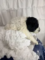 Boy, a male Miniature Goldendoodle for sale in Calhoun, GA – Photo 4 of 5