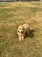 Purple, a male Goldendoodle for sale in Oklahoma City, OK – 5 of 8