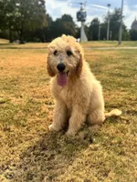 Purple, a male Goldendoodle for sale in Oklahoma City, OK – 4 of 8