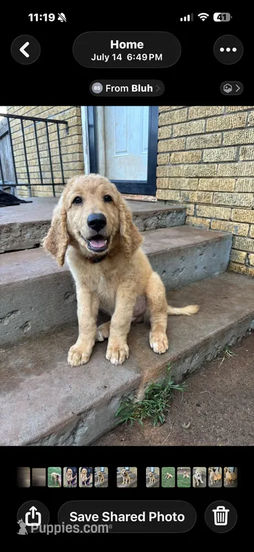 Red – Goldendoodle puppy for sale in Oklahoma City, OK