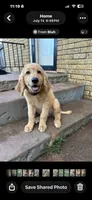 Red, a male Goldendoodle for sale in Oklahoma City, OK – 1 of 4
