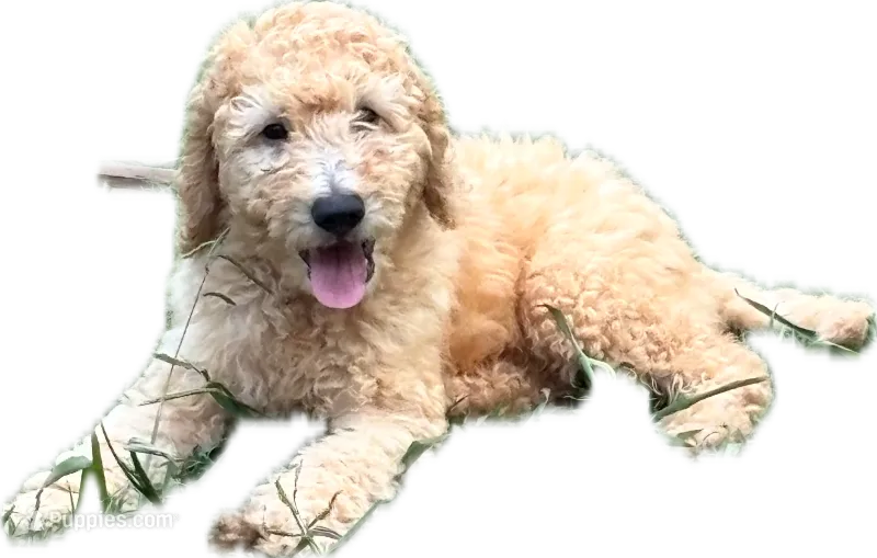 Purple – Goldendoodle puppy for sale in Oklahoma City, OK