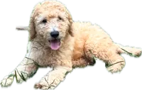 Purple, a male Goldendoodle for sale in Oklahoma City, OK – 1 of 1