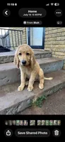 Red, a male Goldendoodle for sale in Oklahoma City, OK – 4 of 4
