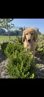 Red, a male Goldendoodle for sale in Oklahoma City, OK – 3 of 4