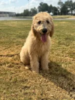 Purple, a male Goldendoodle for sale in Oklahoma City, OK – 2 of 8