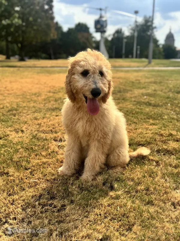 Purple – Goldendoodle puppy for sale in Oklahoma City, OK