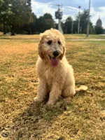 Purple, a male Goldendoodle for sale in Oklahoma City, OK – 1 of 8