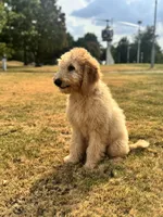 Purple, a male Goldendoodle for sale in Oklahoma City, OK – 7 of 8