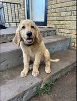 Red, a male Goldendoodle for sale in Oklahoma City, OK – 4 of 4
