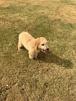 Purple, a male Goldendoodle for sale in Oklahoma City, OK – 8 of 8