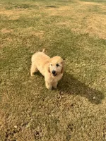 Purple, a male Goldendoodle for sale in Oklahoma City, OK – 3 of 8