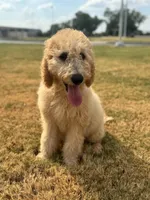 Purple, a male Goldendoodle for sale in Oklahoma City, OK – 6 of 8