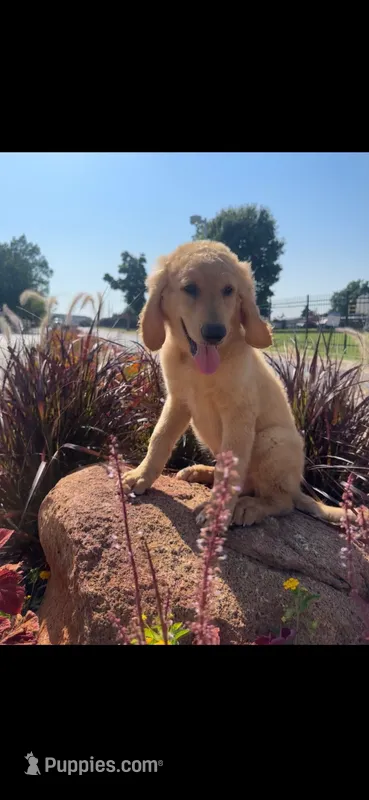 Red – Goldendoodle puppy for sale in Oklahoma City, OK