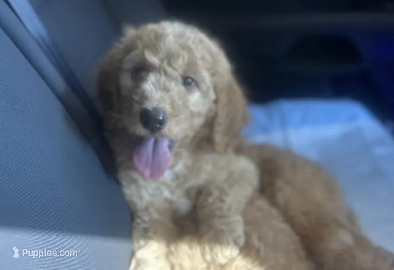 King  – Goldendoodle puppy for sale in Miami, FL